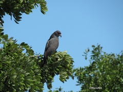 Rostrhamus sociabilis