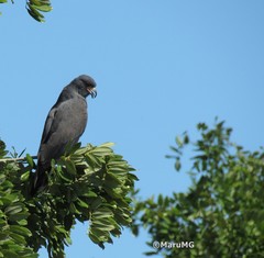 Rostrhamus sociabilis