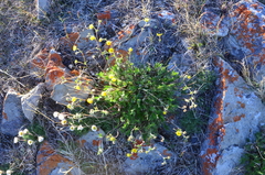 Potentilla anachoretica