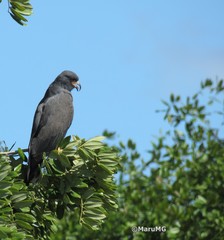 Rostrhamus sociabilis