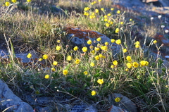 Potentilla anachoretica