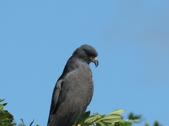 Rostrhamus sociabilis