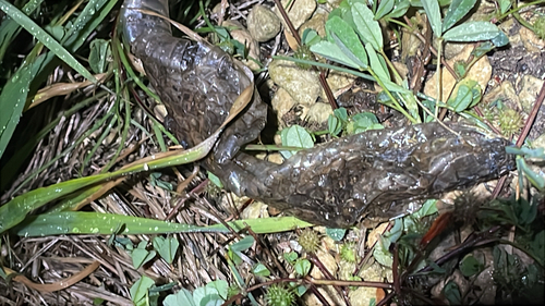 Eastern Brown Snake sighting