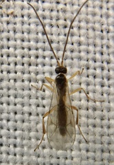 Orthocentrinae