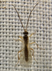 Orthocentrinae