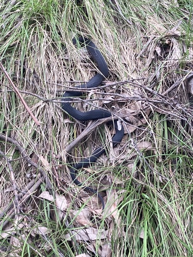 Highlands Copperhead sighting