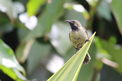 Cinnyris erythrocercus