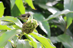 Cinnyris erythrocercus