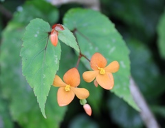 Begonia sutherlandii