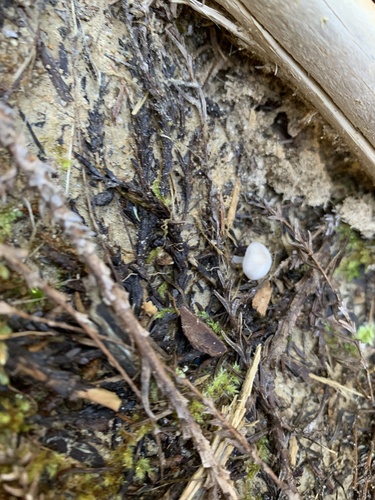 Strobilurus stephanocystis