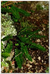 Asplenium ceterach image