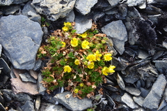 Potentilla elegans