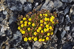 Potentilla elegans