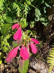 Warszewiczia coccinea