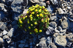 Potentilla elegans
