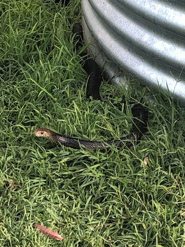 Eastern Brown Snake sighting