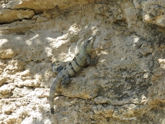 Ctenosaura similis