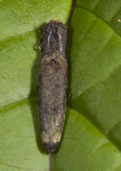 Dilobitarsus eloini