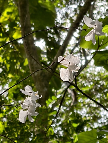Phalaenopsis amabilis, photograph 3