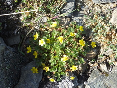 Potentilla elegans