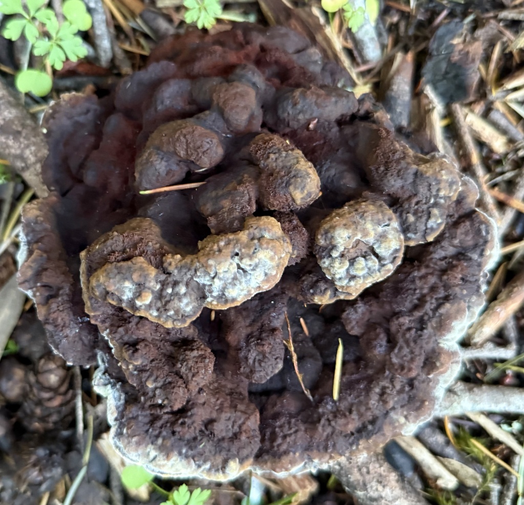 Phaeolus hispidoides · November 2025 · photo: © hllrnnr (iNaturalist, cc0)
