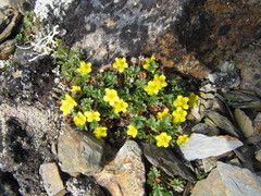 Potentilla elegans