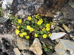 Potentilla elegans