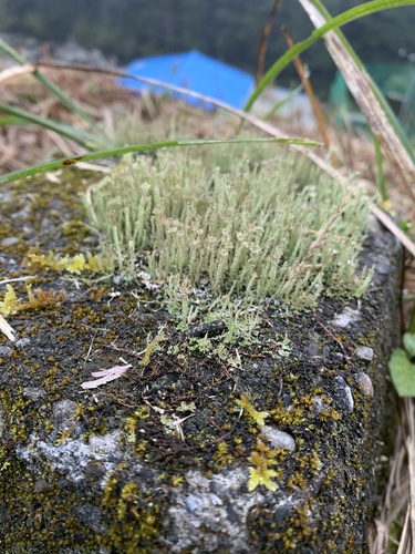 Cladonia rei