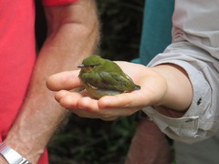 Machaeropterus deliciosus