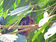 Megascops ingens colombianus