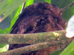 Megascops ingens colombianus