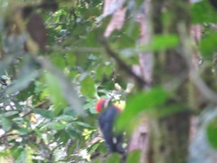 Campephilus haematogaster