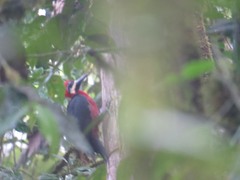 Campephilus haematogaster