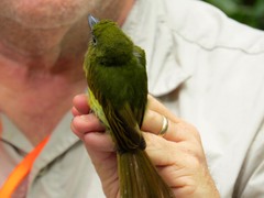 Rhynchocyclus fulvipectus