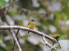 Myiotriccus ornatus