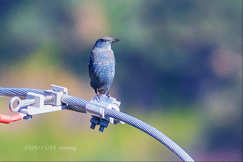 Blue Rock-Thrush