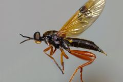 Benhamyia apicalis