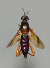 Benhamyia apicalis
