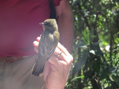 Pachyramphus polychopterus