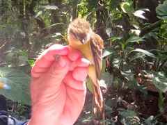 Pachyramphus polychopterus