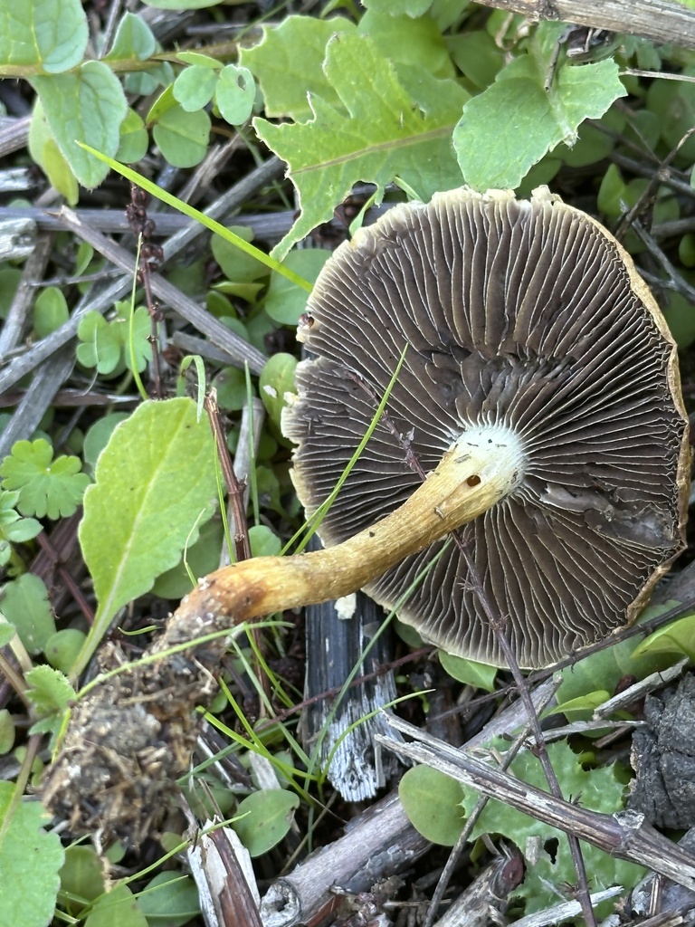 Leratiomyces percevalii · November 2025 · photo: © irinamitine (iNaturalist, cc-by)