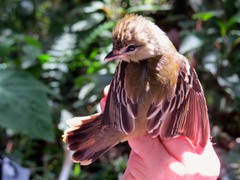 Pachyramphus polychopterus