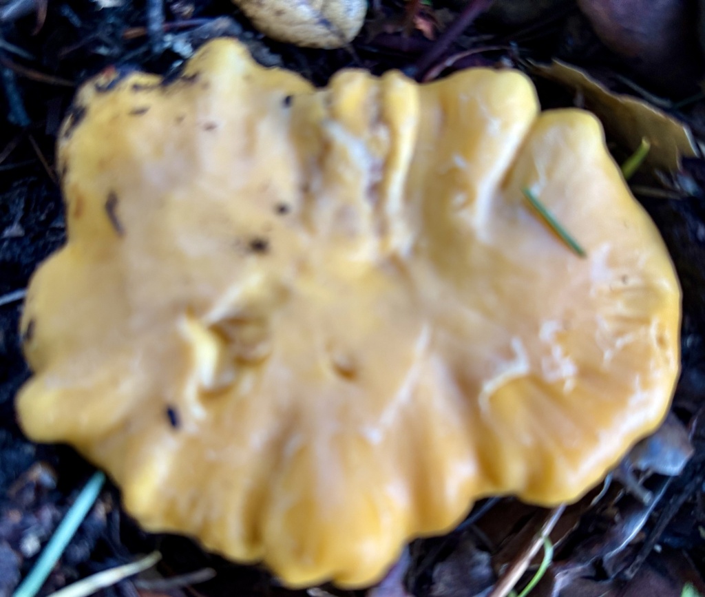 Cantharellus californicus · November 2025 · photo: © hllrnnr (iNaturalist, cc0)