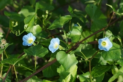 Ipomoea cardiophylla
