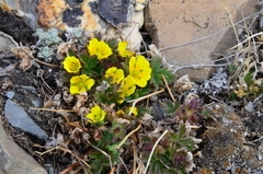 Potentilla hyparctica