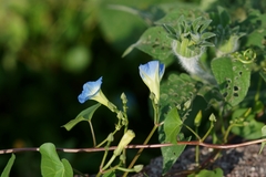 Ipomoea cardiophylla