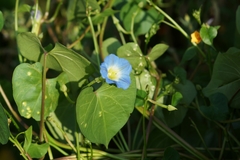 Ipomoea cardiophylla