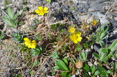 Potentilla hyparctica