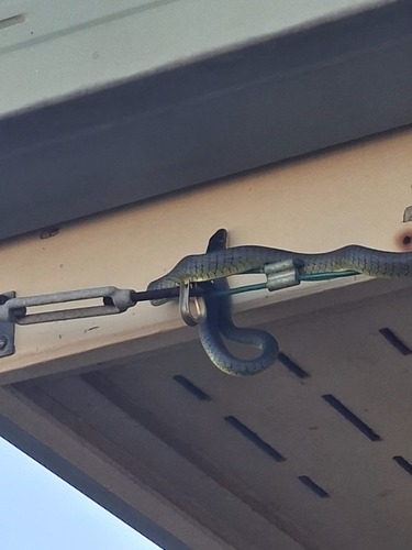 Common Tree Snake sighting
