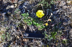 Potentilla hyparctica